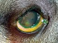 Drobn porann oka - tzv. semiperforan keratitida a znt oka. Msto porann prokazuje fluoresceinov barvivo